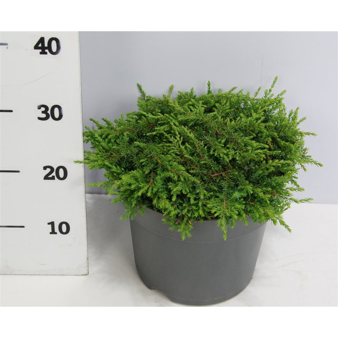 En – Juniperus communis &