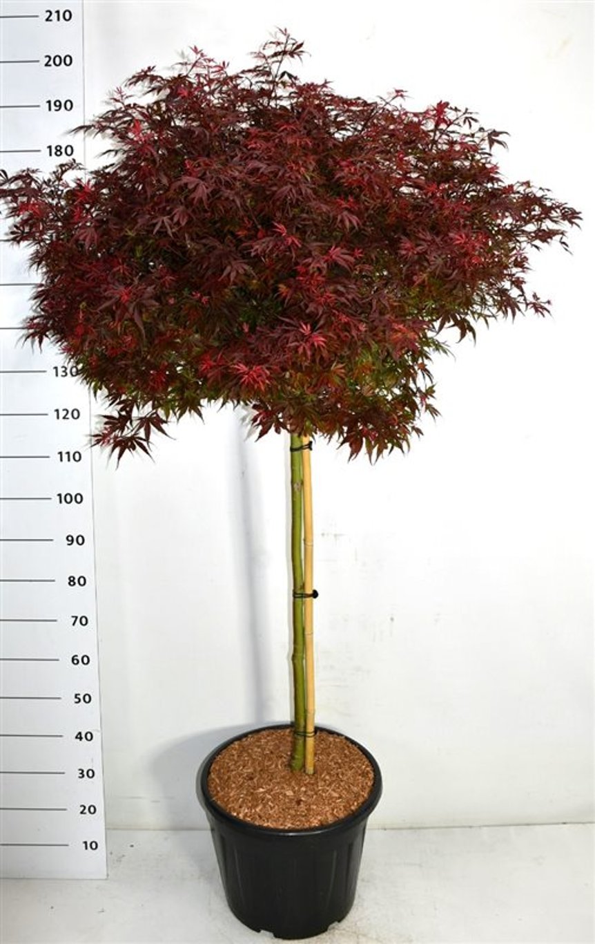 Japansk lönn – Acer palmatum &