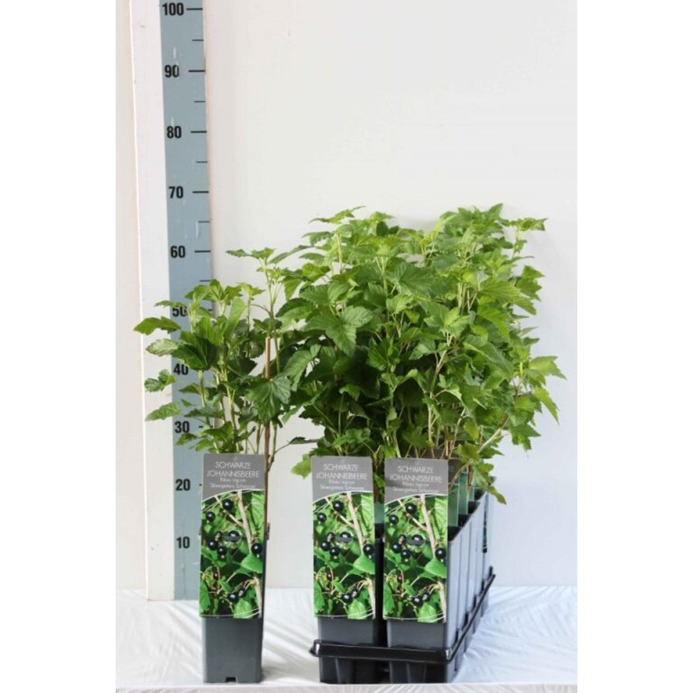 Svartvinbär – Ribes nigrum 'Silvergieter's Zwarte' - C2 30-40 CM