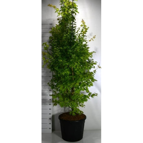 Japansk lönn – Acer palmatum 'Summer Gold' - C70 200-225 cm.