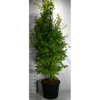 Japansk lönn – Acer palmatum 'Summer Gold' - C70 200-225 cm.