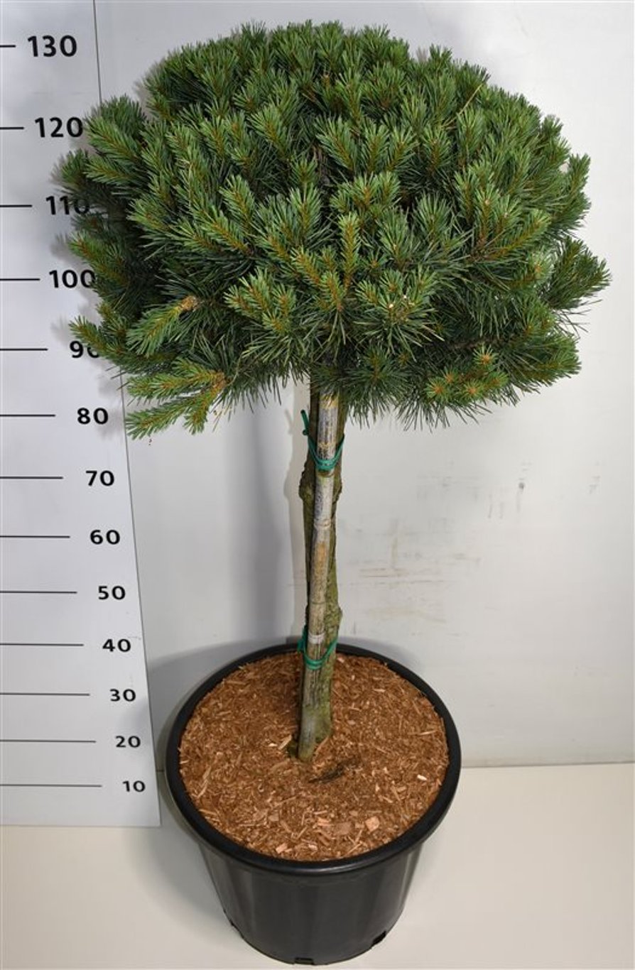 Tall – Pinus sylvestris 'Watereri' - C35 60-70 cm. Stam