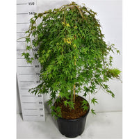 Japansk lönn – Acer palmatum 'Ryusen' - C35 90 cm. Stam