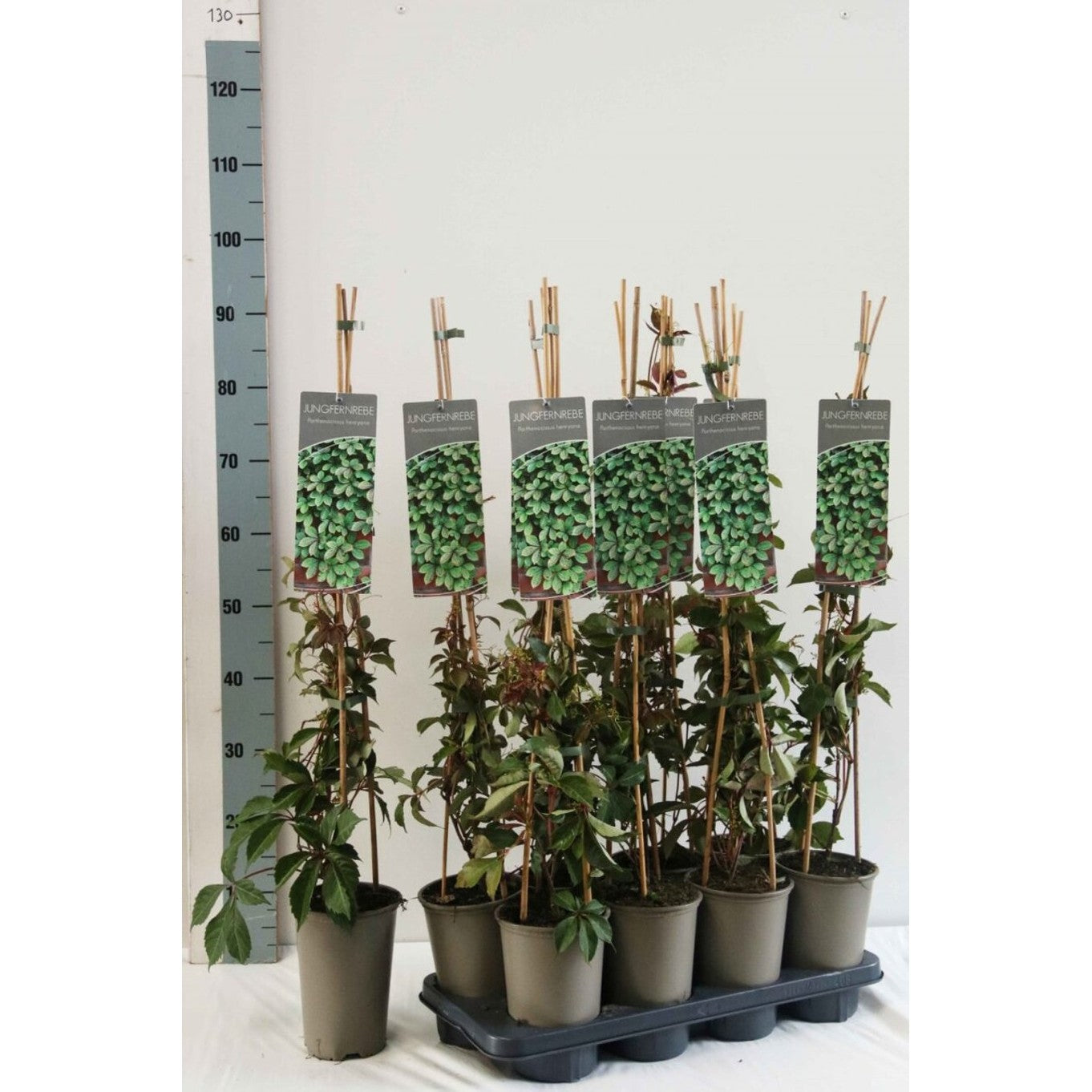 Klättervildvin – Parthenocissus henryana - C2 60-80 CM Stick