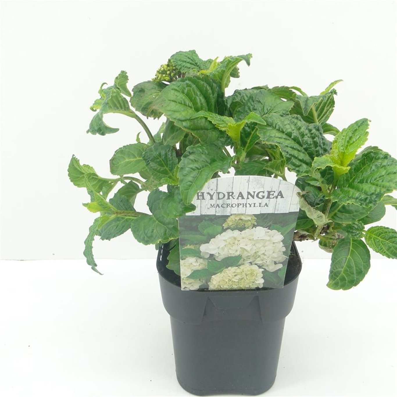 Hortensia – Hydrangea macrophylla 'White' - C2