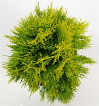 Thuja – Thuja occidentalis 'Aurea Nana' - C5 30-40 cm.