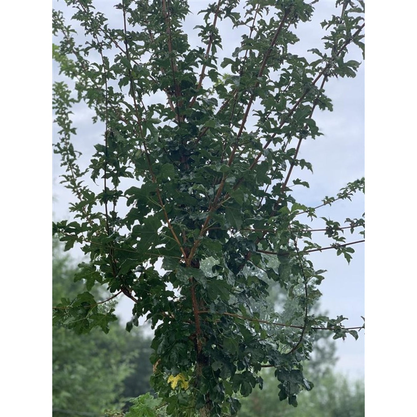 Fältlönn – Acer campestre - C250 20/25  180 CM Stem