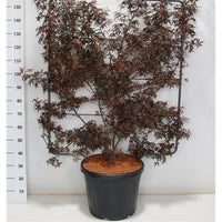 Japansk lönn – Acer palmatum 'Skeeter's Broom' - C45 120 cm. Scherm