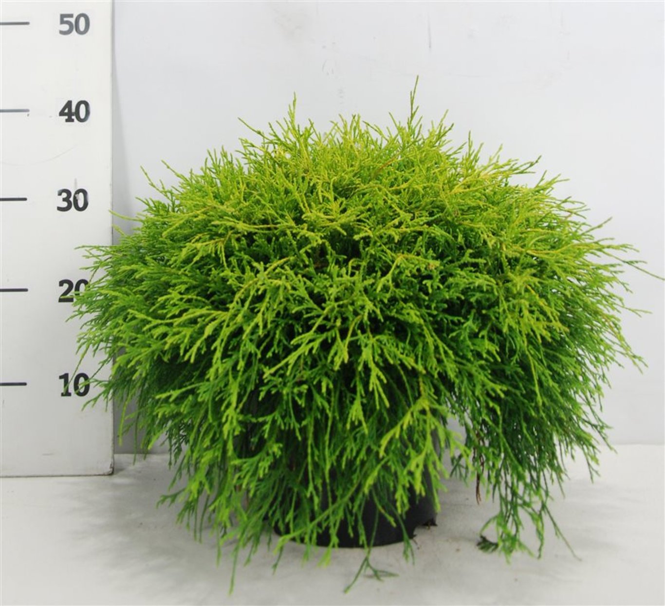 Ädelcypress – Chamaecyparis pisifera &