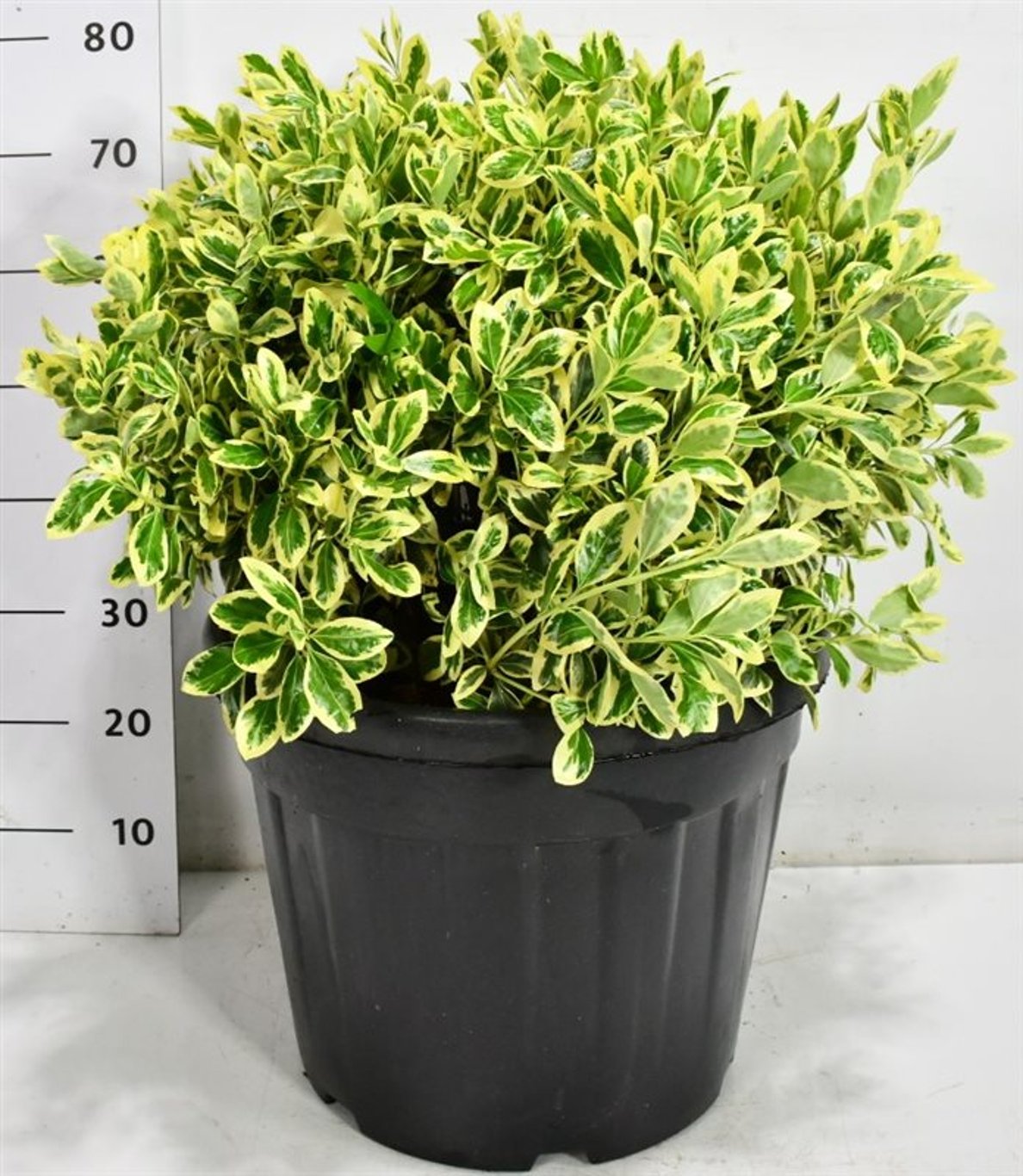 Japansk benved – Euonymus japonicus &