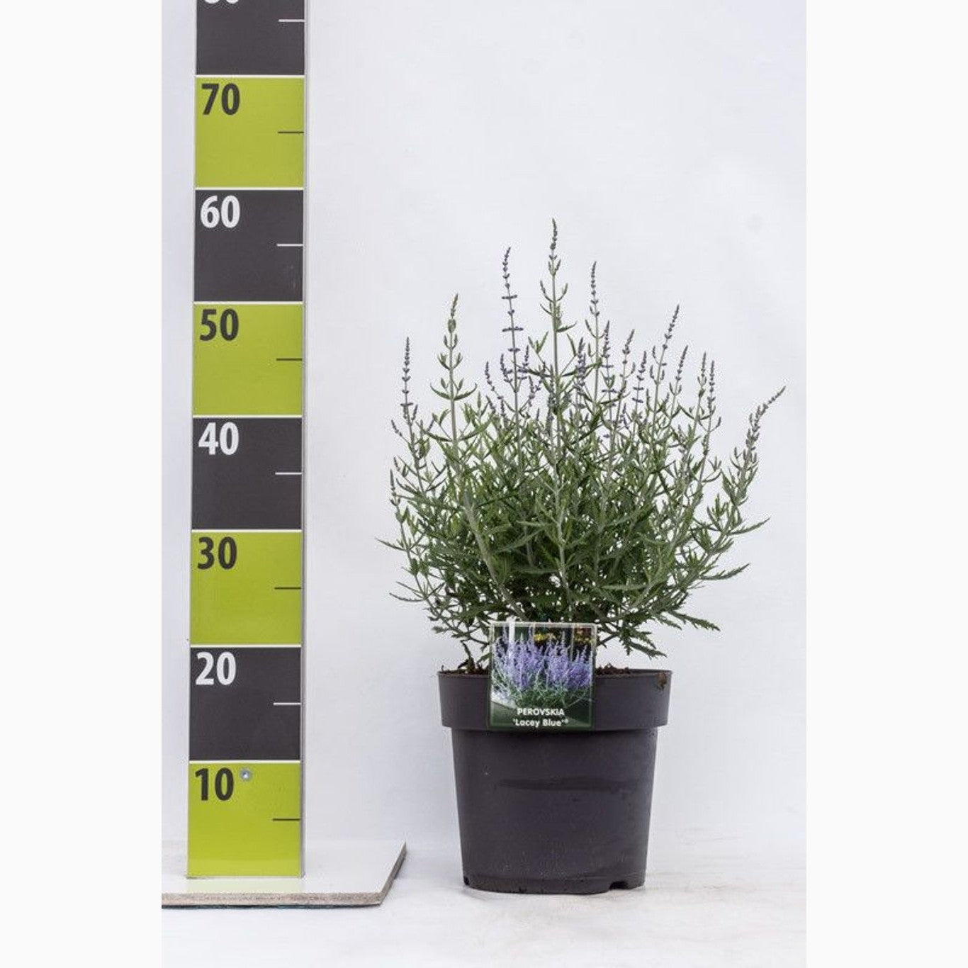 Perovskia – Perovskia atriplicifolia 'Lacey Blue'® - C5 30-40 CM