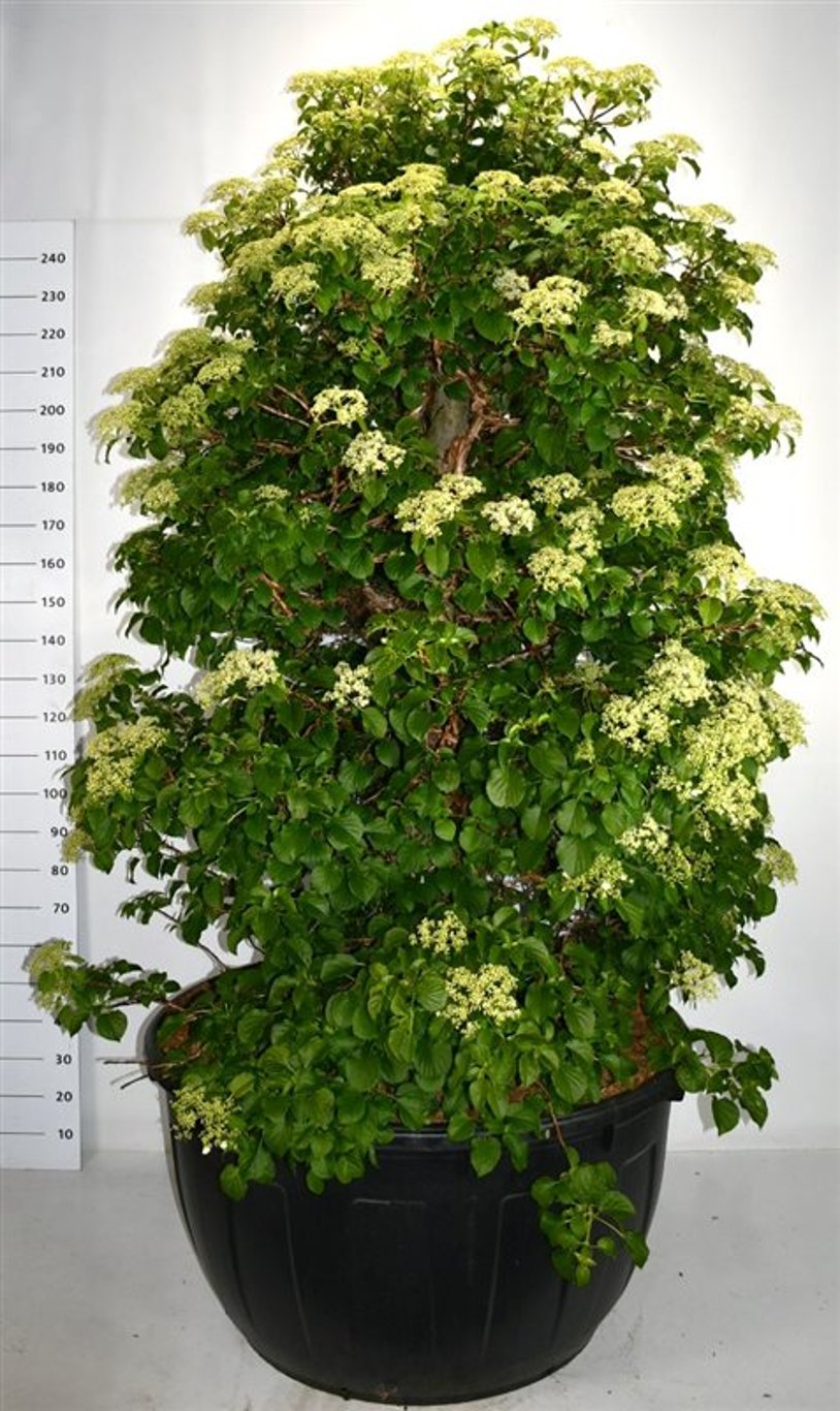 Klätterhortensia – Hydrangea petiolaris - C500 200-225 cm. Sol
