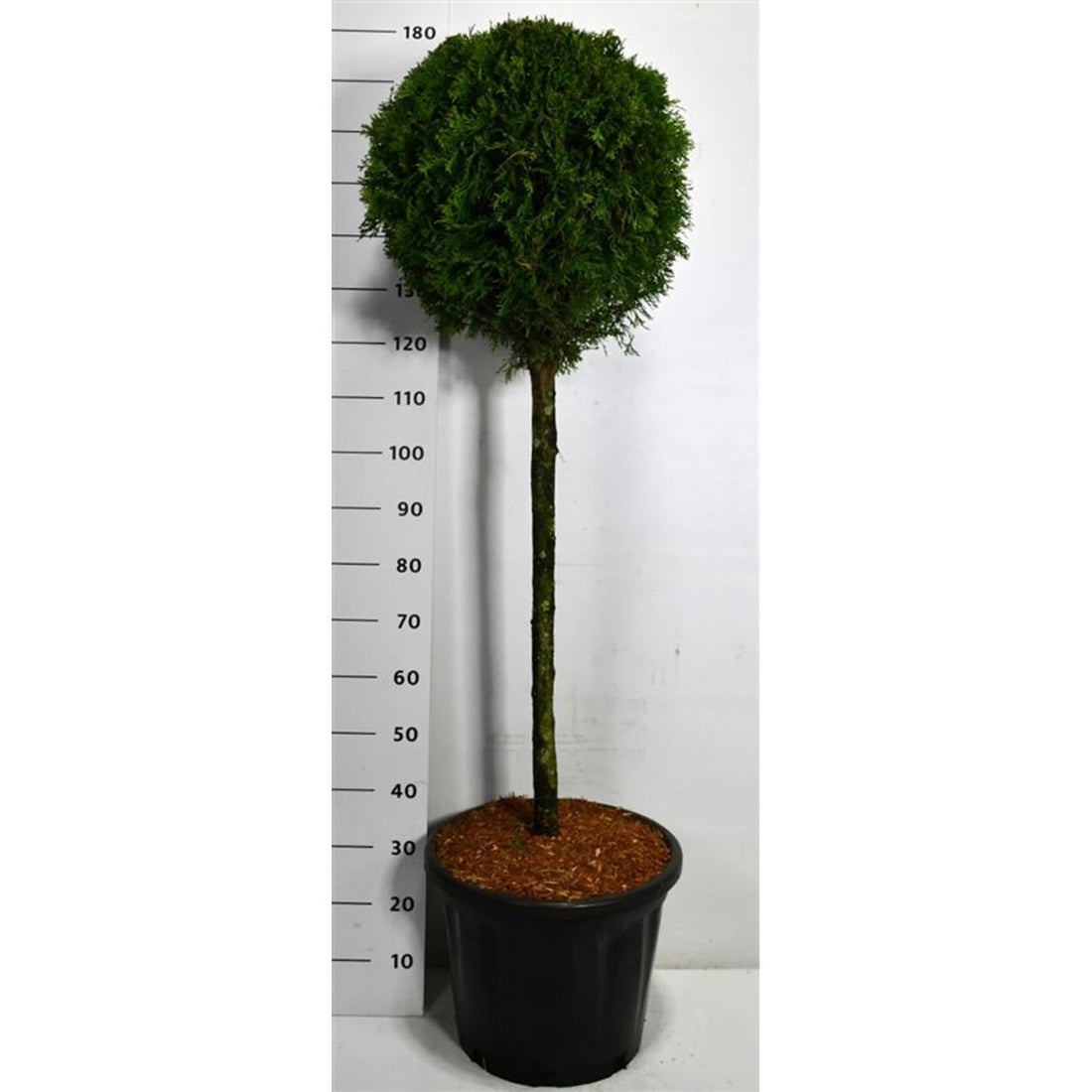 Thuja – Thuja occidentalis &