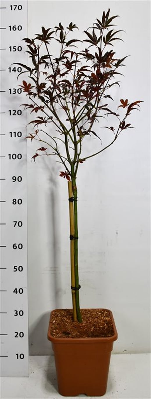 Japansk lönn – Acer palmatum &