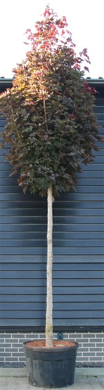 Spetslönn – Acer platanoides &