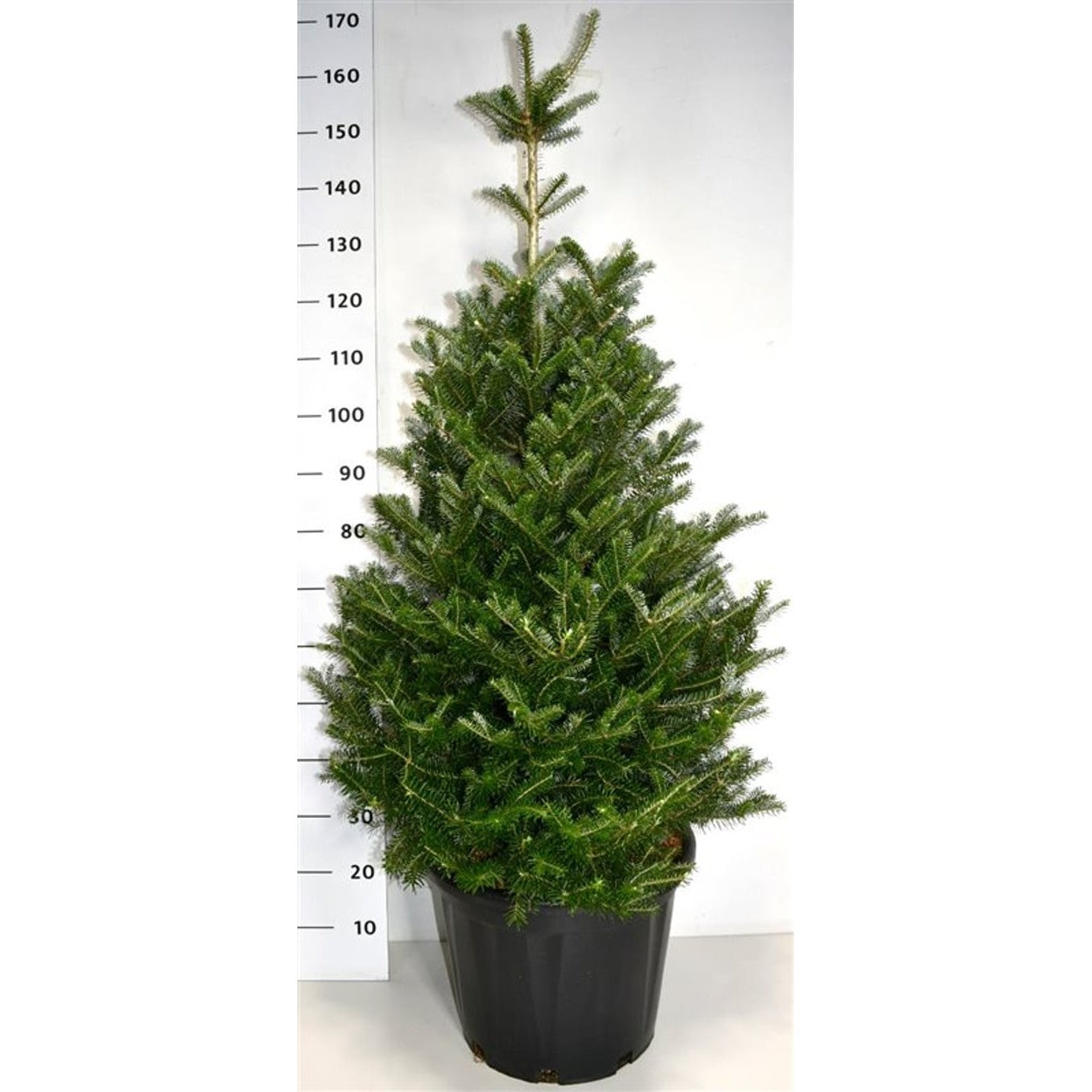 Koreagran – Abies koreana - C35 100-125 CM
