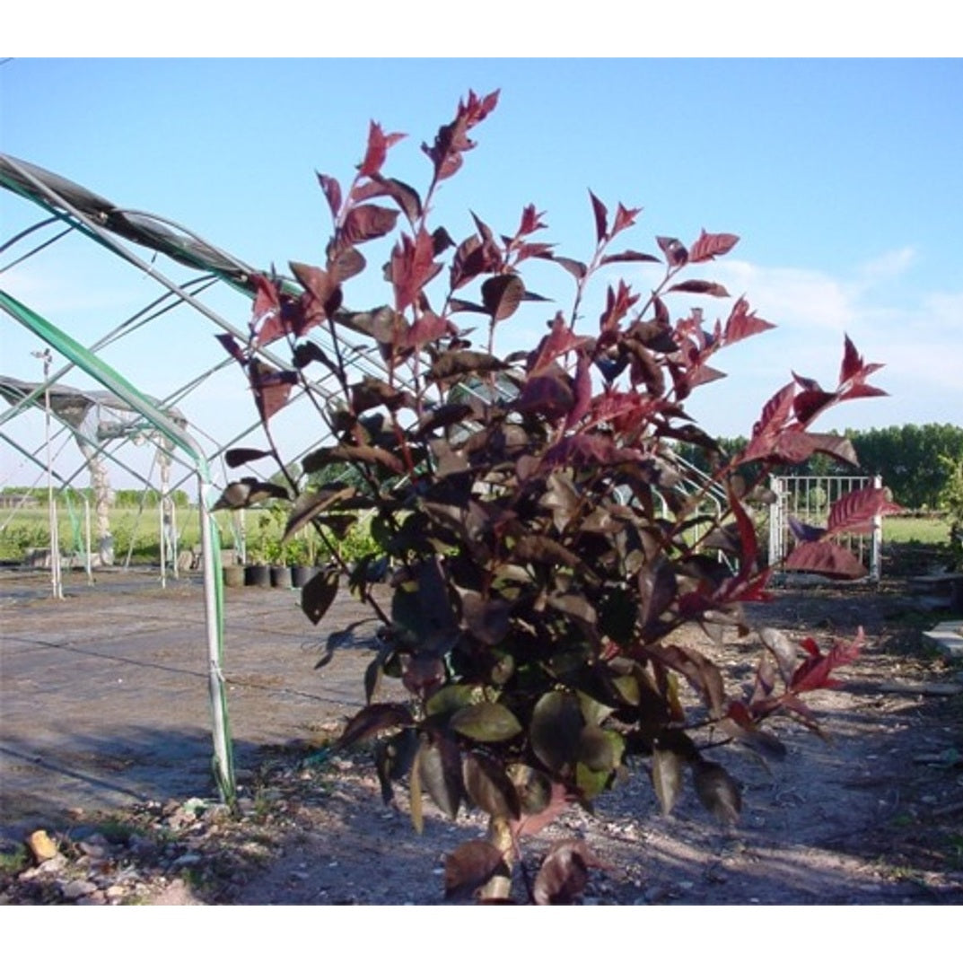 Blodplommon – Prunus cistena - 120 CM Stem C10