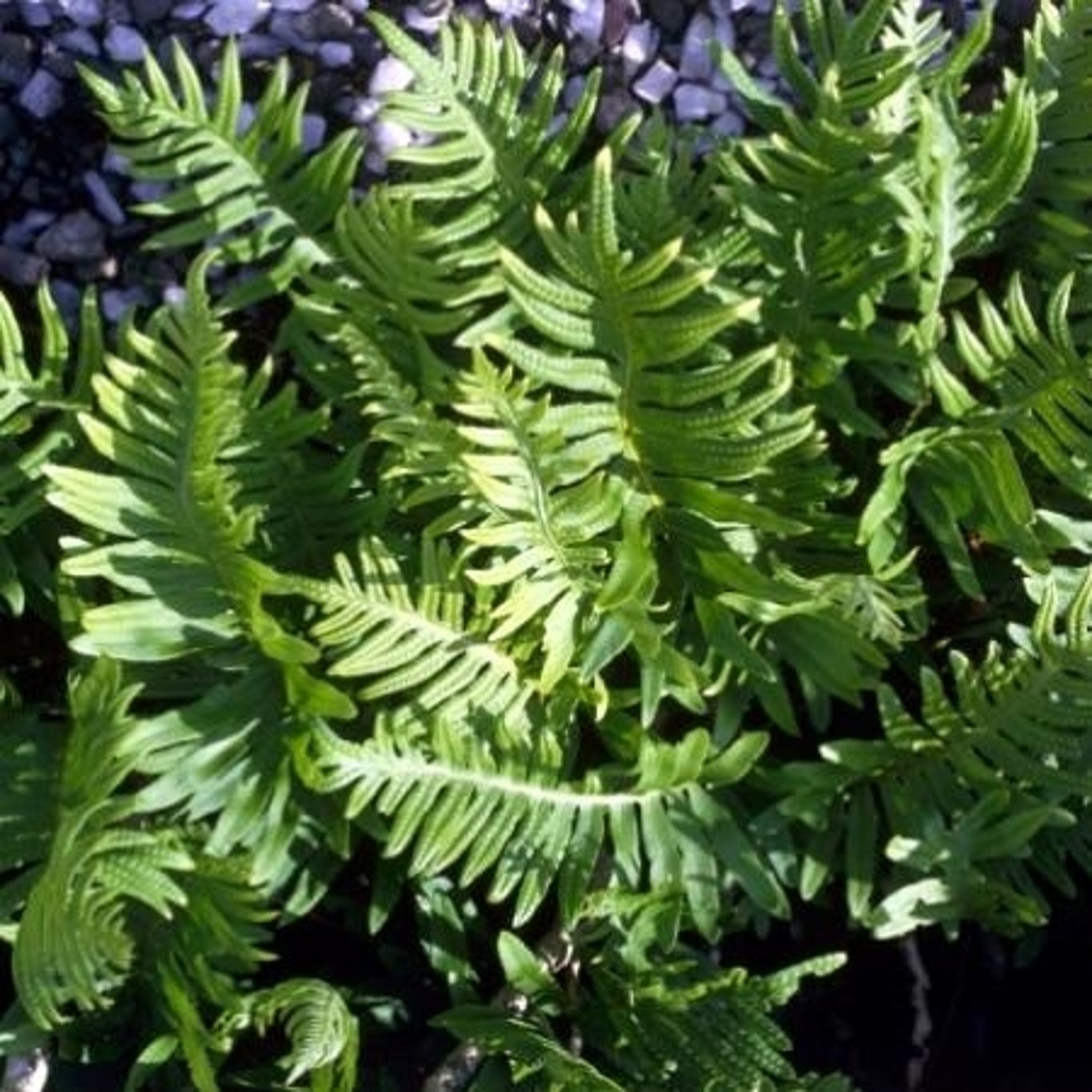 Stensöta – Polypodium vulgare - P11