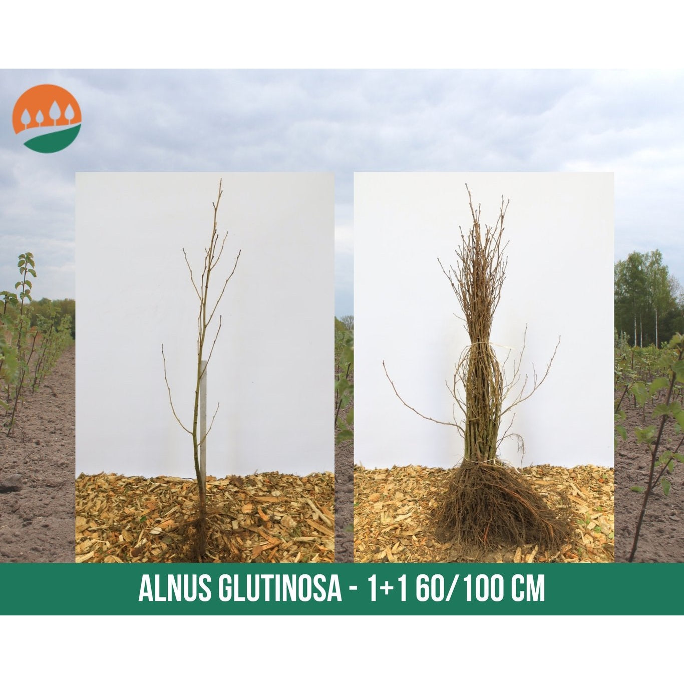 Klibb-al – Alnus glutinosa - 60-100 CM bare root 1/1