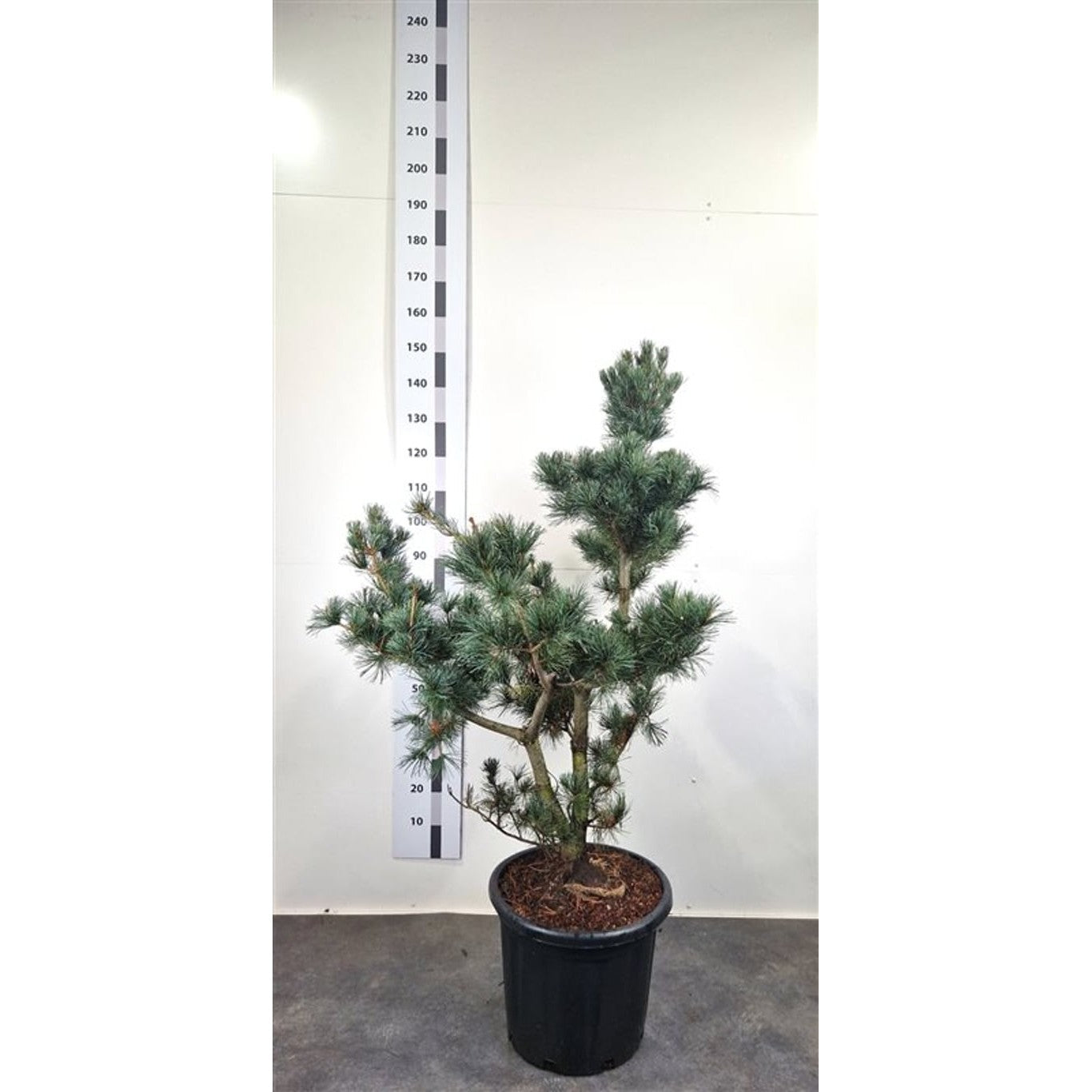 Japansk vitbarrtall – Pinus parviflora 'Negishi' - 120-140 CM Bonsai Cont.