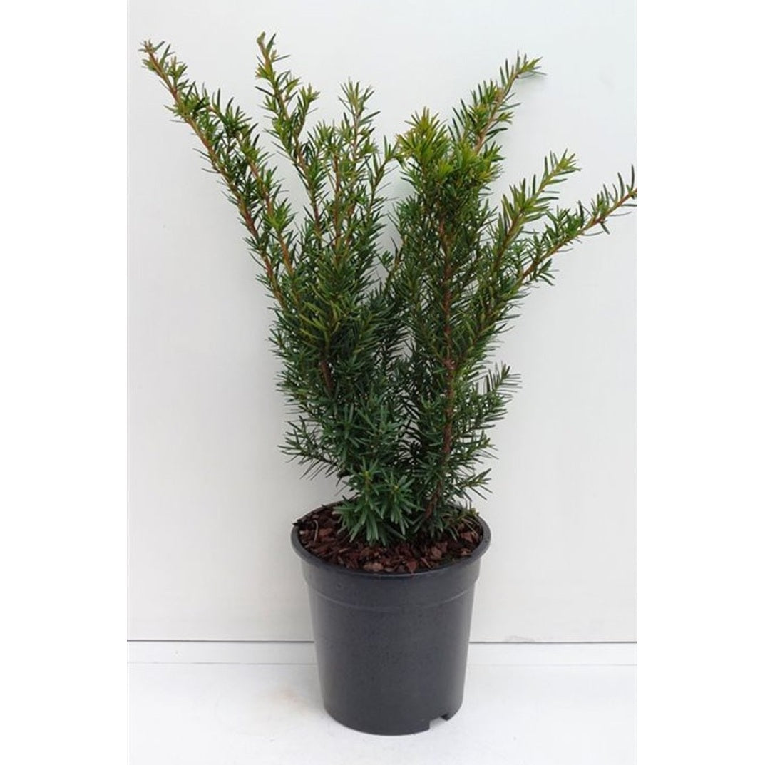 Hybrididegran – Taxus media 'Densiformis' - C3 30-40 CM