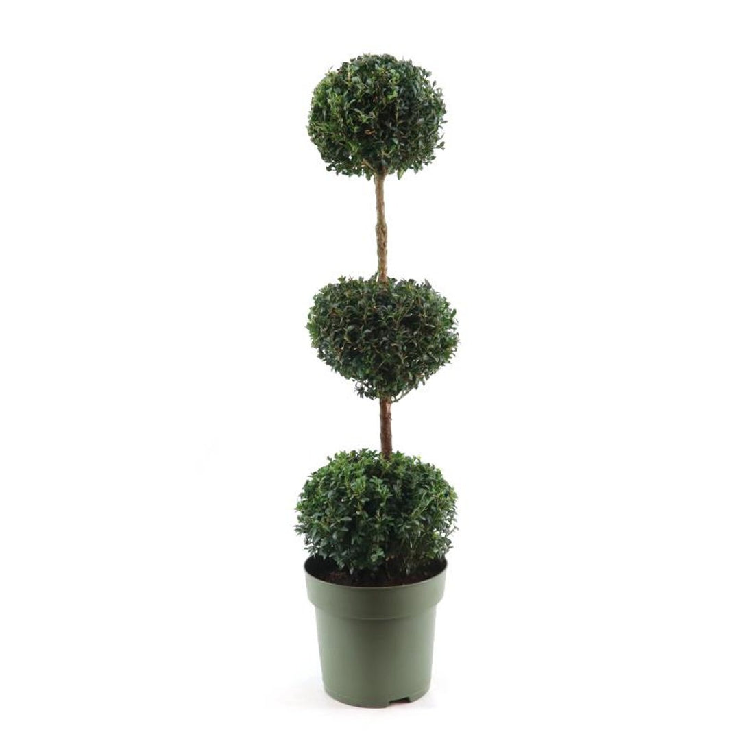 Buxbom – Buxus sempervirens - 100-120 CM TRIOBOL Cont.