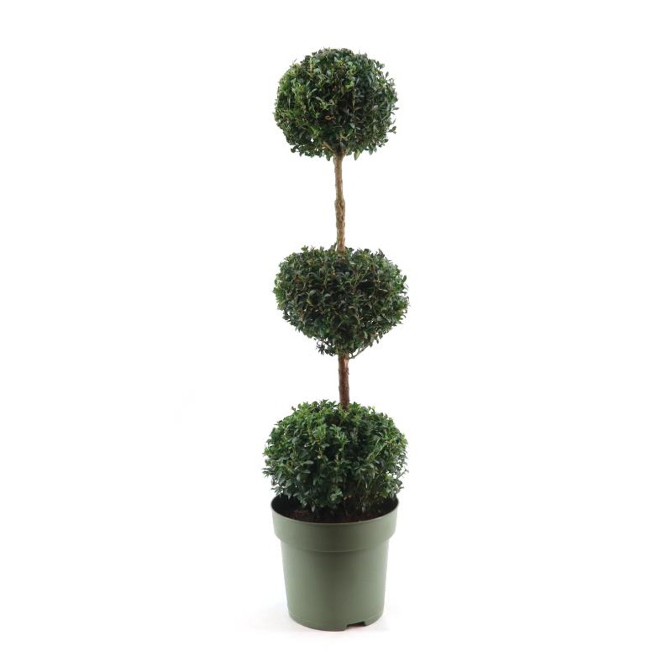 Buxbom – Buxus sempervirens - 100-120 CM TRIOBOL Cont.