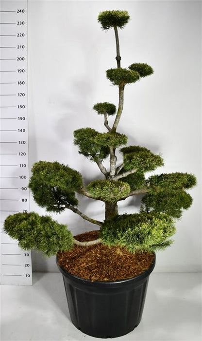 Bergtall – Pinus mugo &