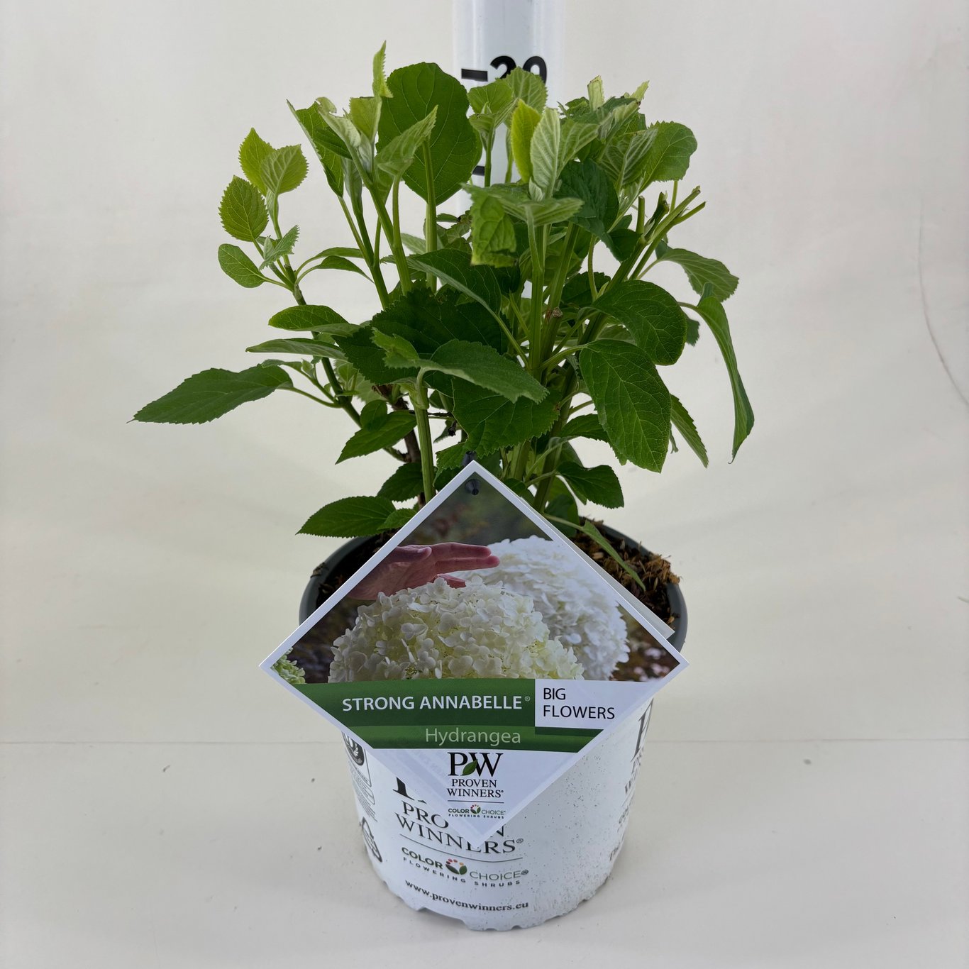 Hortensia – Hydrangea aspera sargentiana - C3 25-30 CM