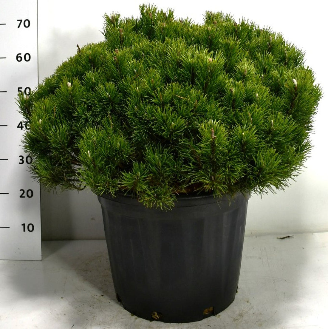 Bergtall – Pinus mugo pumilio - C35 60-70 cm. Levendesteen