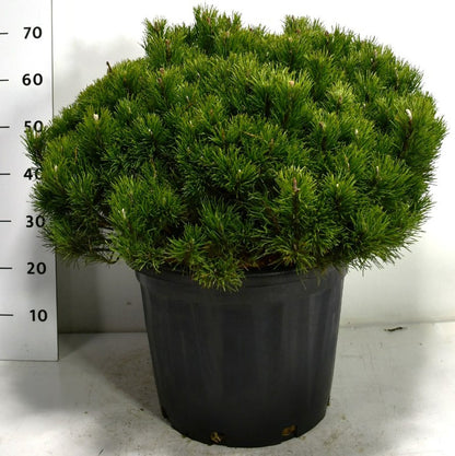 Bergtall – Pinus mugo pumilio - C35 60-70 cm. Levendesteen