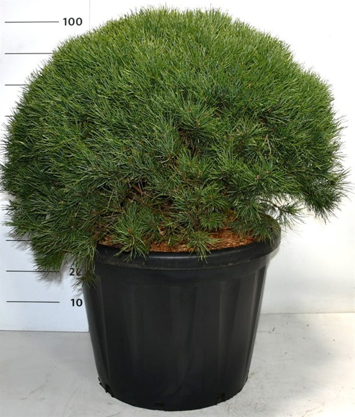 Tall – Pinus sylvestris 'Watereri' - C80 70-80 cm. Bol