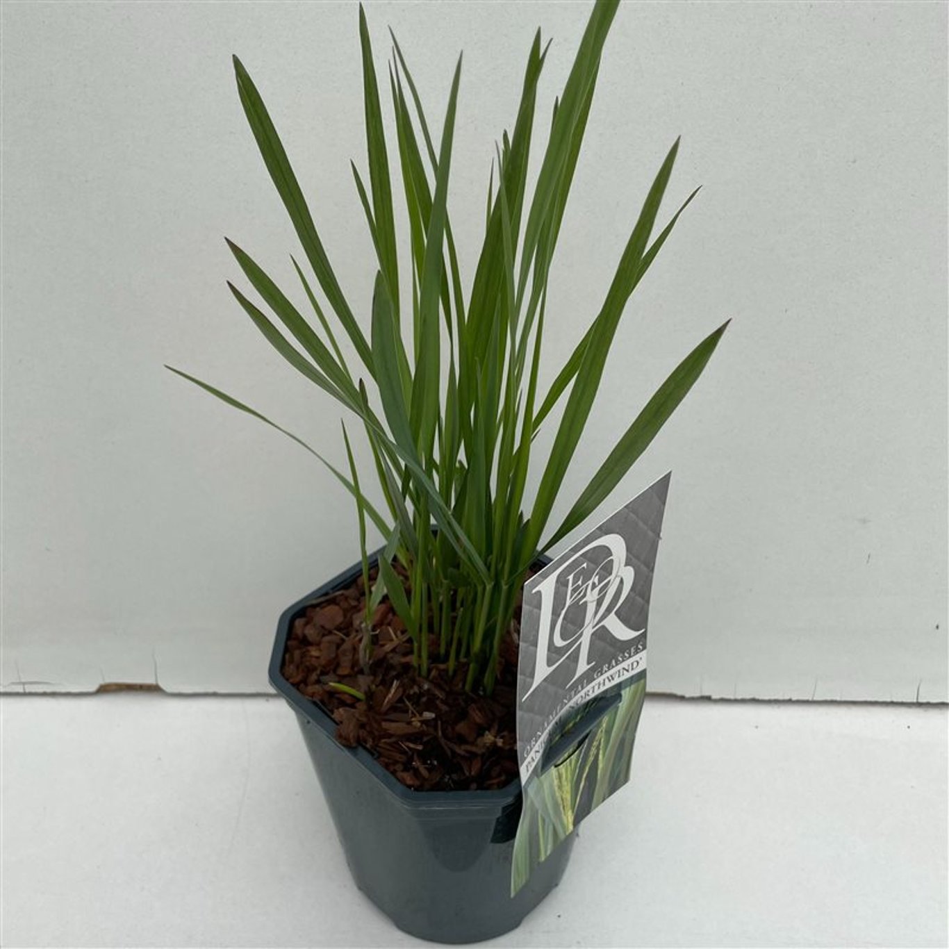 Präriestarr – Panicum virgatum 'Northwind' - C2