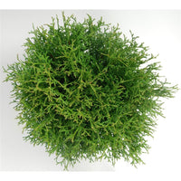 Thuja – Thuja occidentalis 'Tiny Tim' - C7.5 40-50 cm.