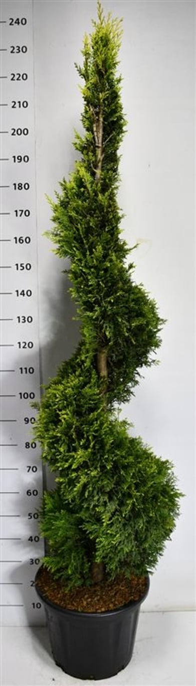 Cypresscypress – Cupressocyparis leylandii &
