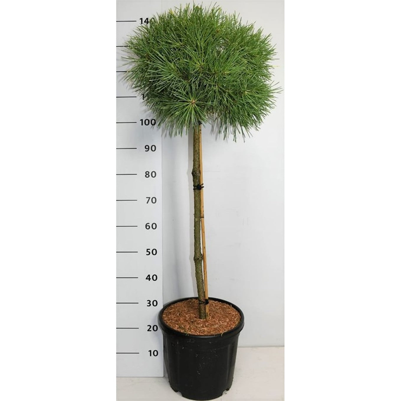 Tall – Pinus sylvestris 'Aurea' - 70 CM Stem C20
