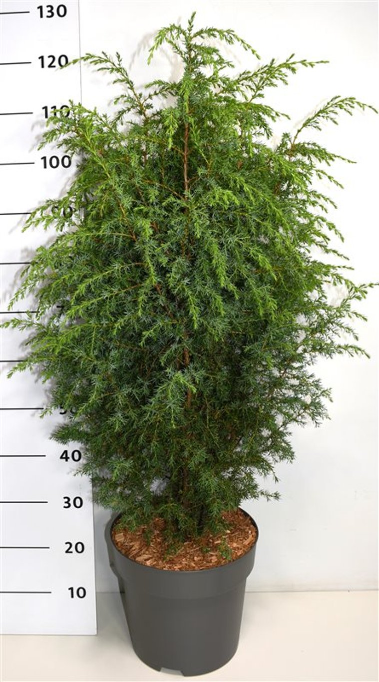 En – Juniperus communis 'Suecica' - C12 60-80 cm.