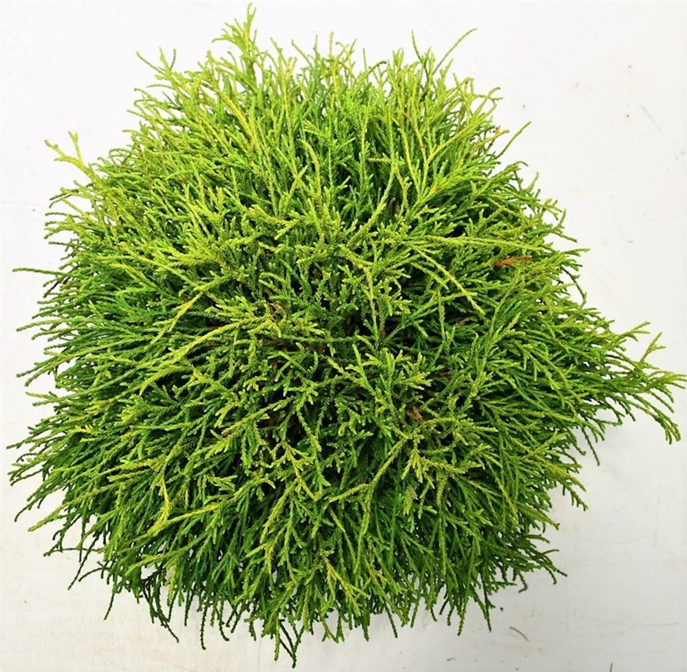 Ädelcypress – Chamaecyparis pisifera 'Sungold' - C5 30-40 cm.