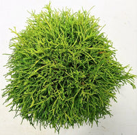 Ädelcypress – Chamaecyparis pisifera 'Sungold' - C5 30-40 cm.