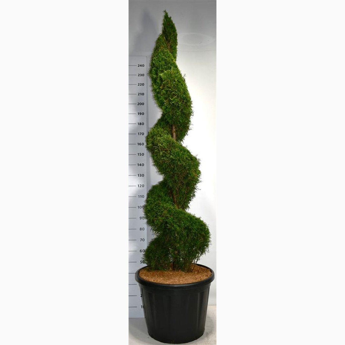 Thuja – Thuja occidentalis 'Smaragd' - 210-220 CM Spiral in Cont.