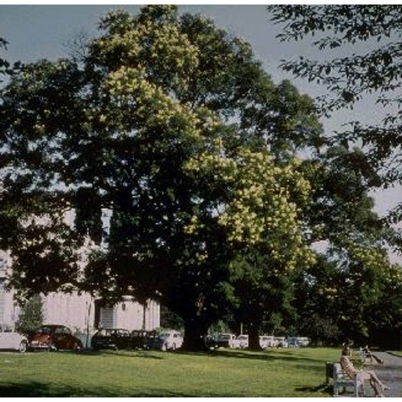 Japanskt pagodträd – Styphnolobium japonicum - C250 20/25  180 CM Stem