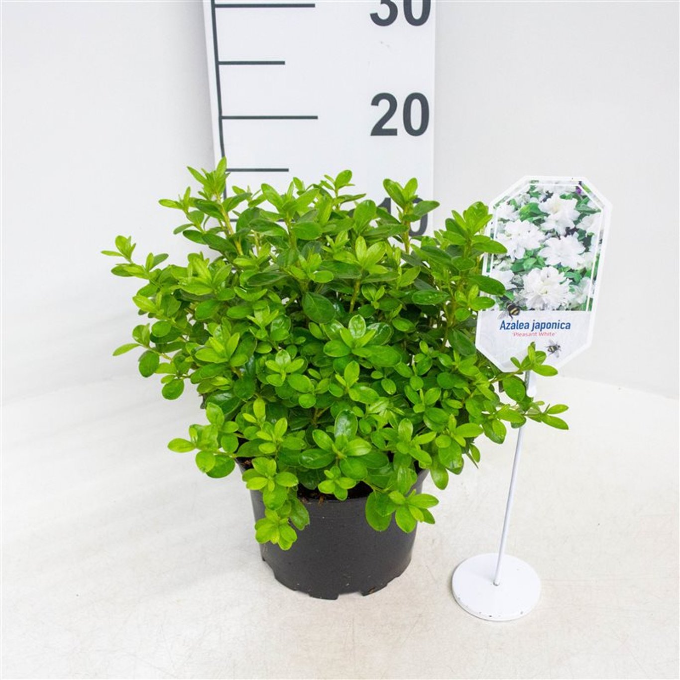 Rhododendron – Rhododendron (AJ); 'Pleasant White' - C2 20-25 CM