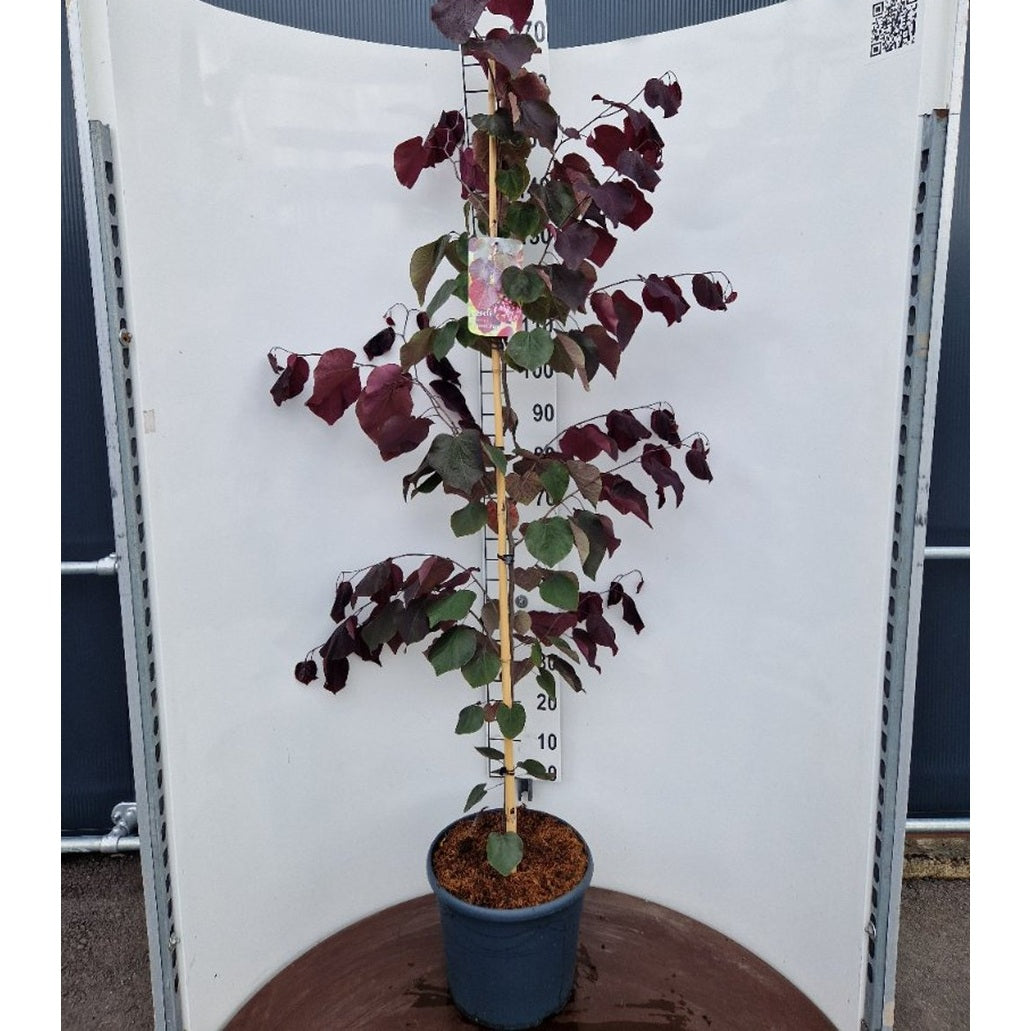 Judasträd – Cercis canadensis 'Forest Pansy' - C20 175-200 CM