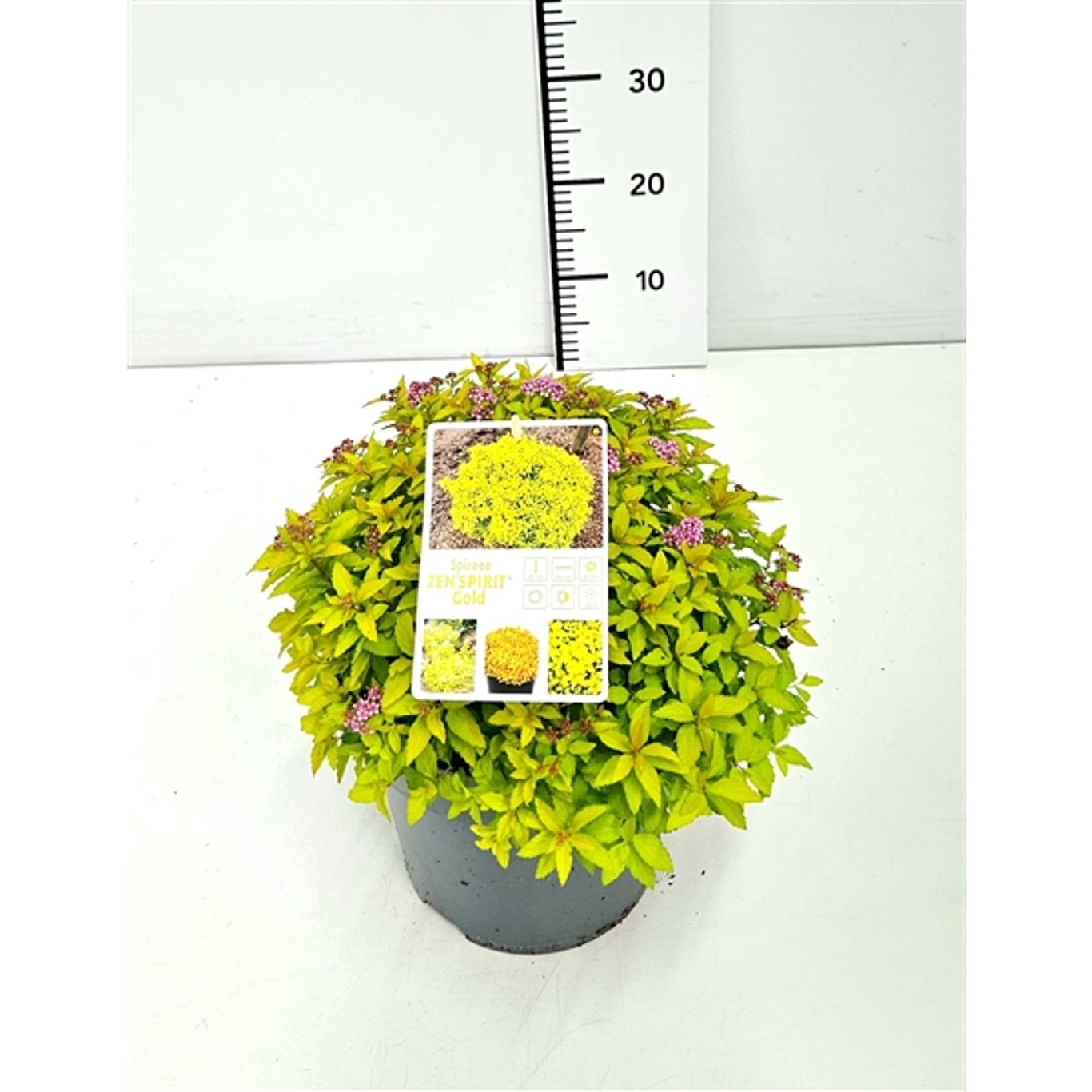 Praktspirea – Spiraea japonica Zen'Spirit Caramel - C5