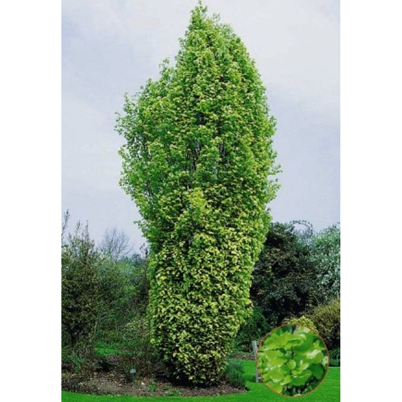 Blodbok – Fagus sylvatica &