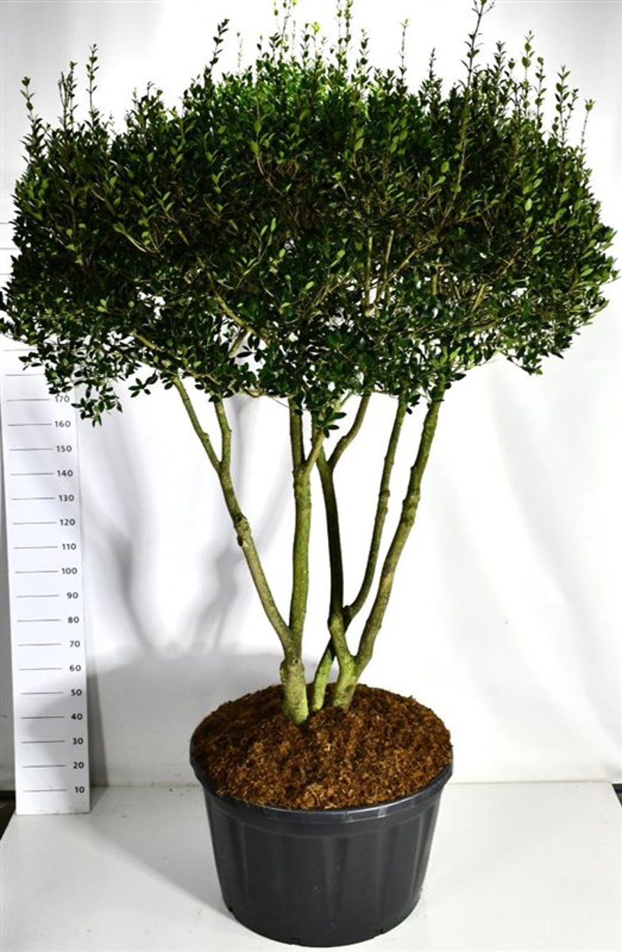 Taggblad – Osmanthus heterophyllus - C280 200-250 cm. Meerstammig