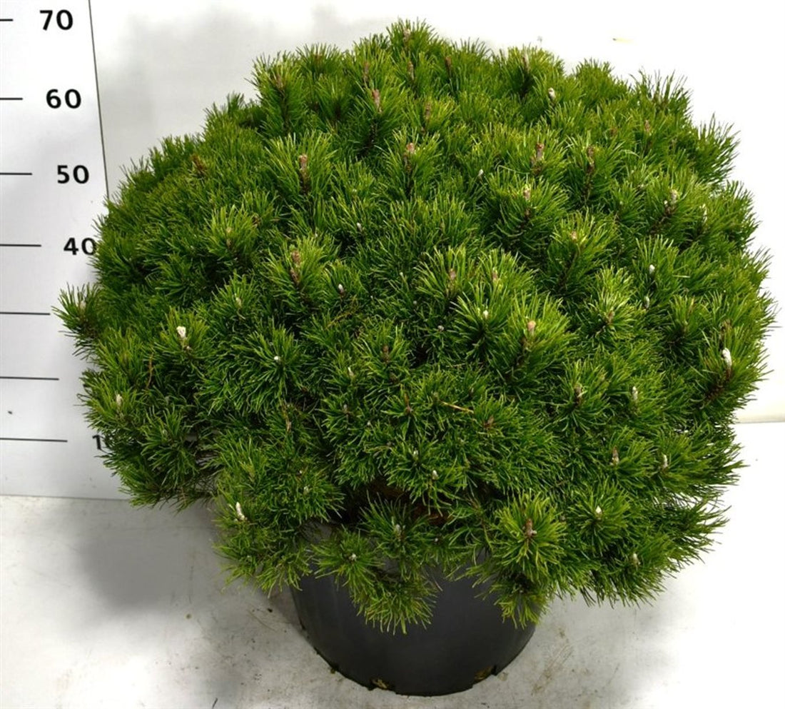 Bergtall – Pinus mugo pumilio - C35 60-70 cm. Levendesteen