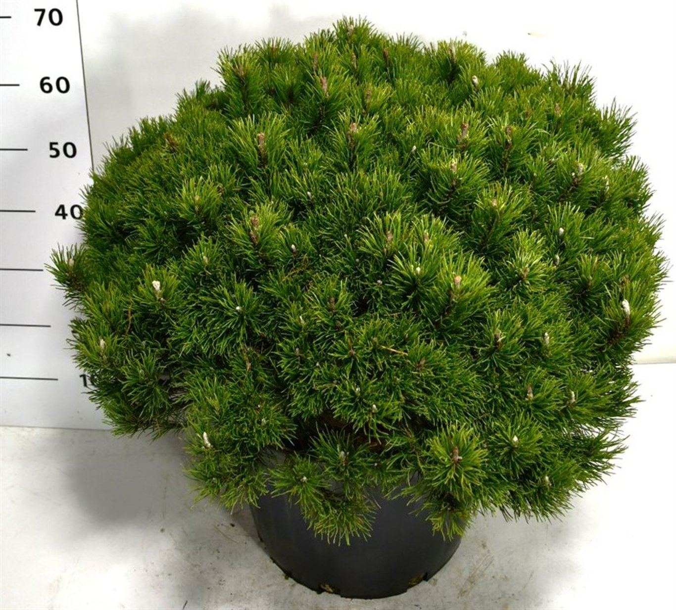 Bergtall – Pinus mugo pumilio - C35 60-70 cm. Levendesteen