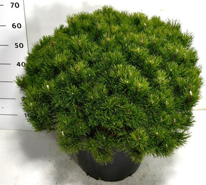 Bergtall – Pinus mugo pumilio - C35 60-70 cm. Levendesteen