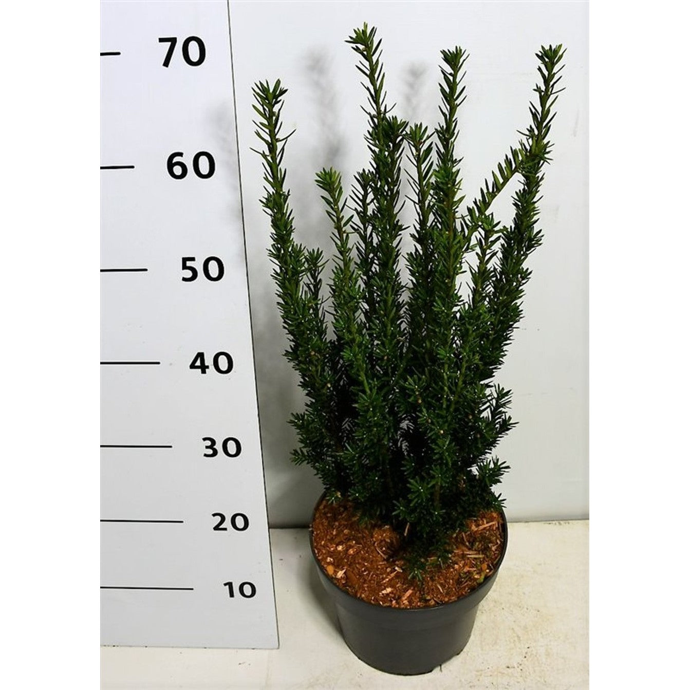 Hybrididegran – Taxus media 'Hillii' - C5 50-60 cm.